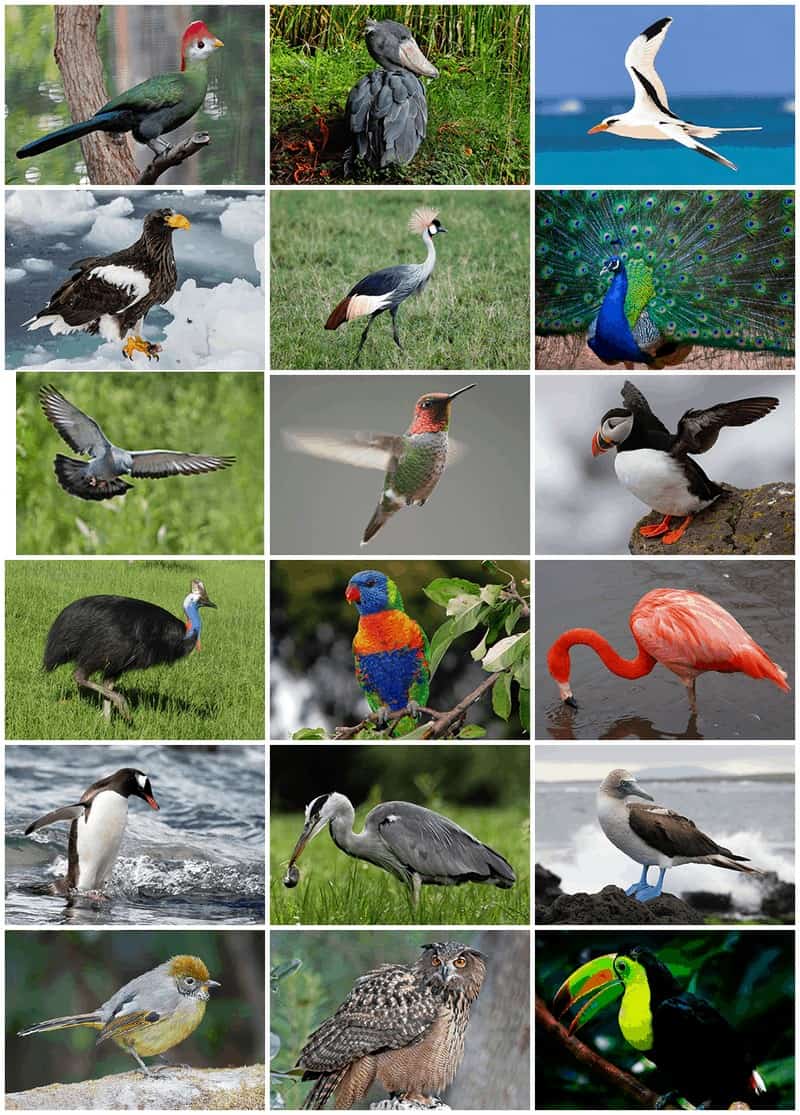 https://hi.wikipedia.org/wiki/%E0%A4%AA%E0%A4%95%E0%A5%8D%E0%A4%B7%E0%A5%80#/media/File:Bird_Diversity_2013.png