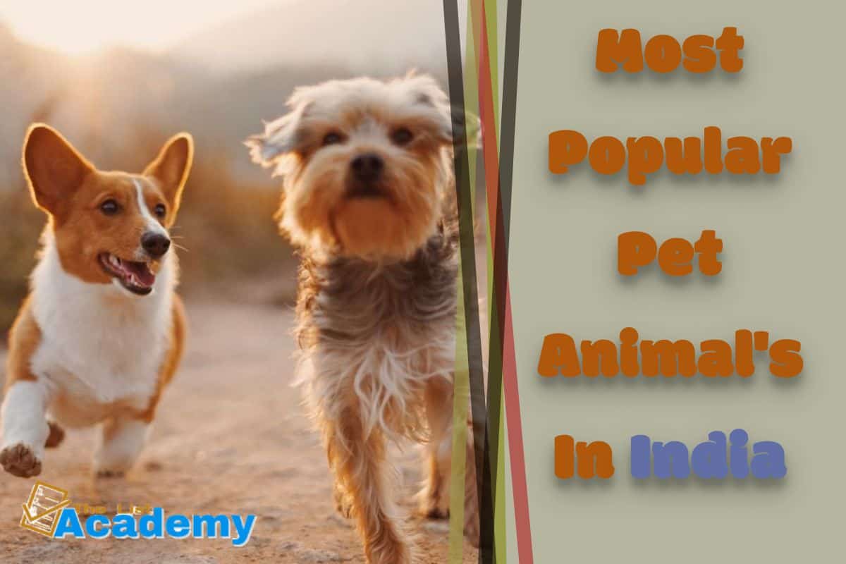 Cover Image For List : 10 Most Popular Pet Animals In India
