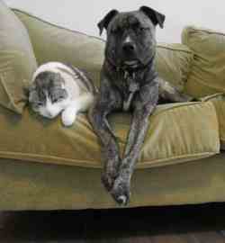 https://en.wikipedia.org/wiki/Pet#/media/File:Trillium_Poncho_cat_dog.jpg
