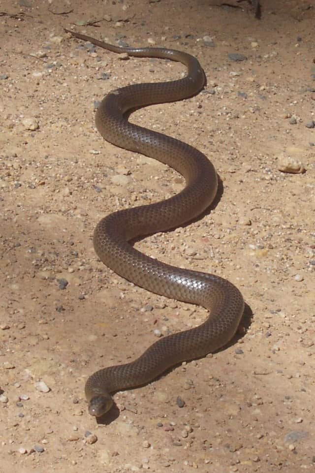 पूर्वी भूरा सांप Eastern brown snake