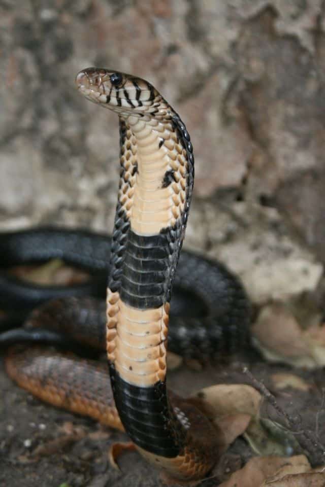 वन कोबरा Forest cobra