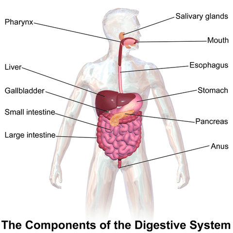 पाचन रोग Digestive diseases
