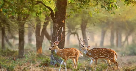 माधव राष्ट्रीय उद्यान Madhav National Park