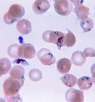 मलेरिया Malaria