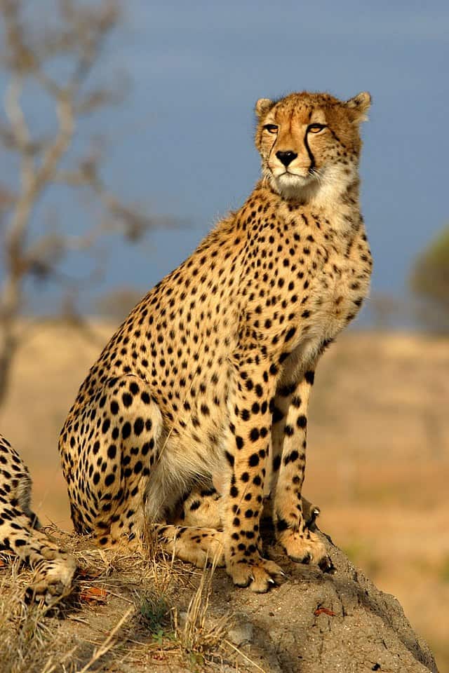 चीता Cheetah