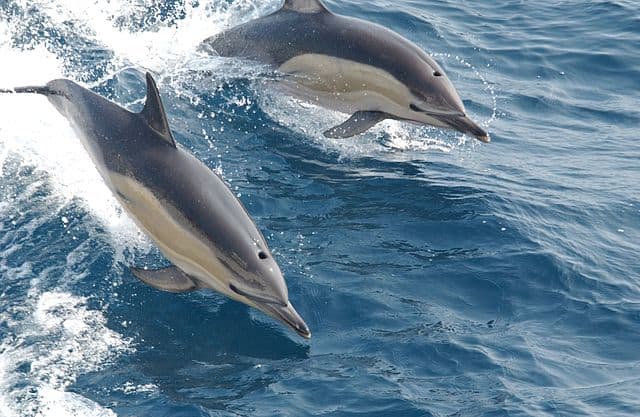 कॉमन डॉल्फिन Common dolphin