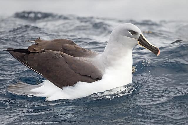 ग्रे-हेडेड अल्बाट्रॉस Grey-headed albatross