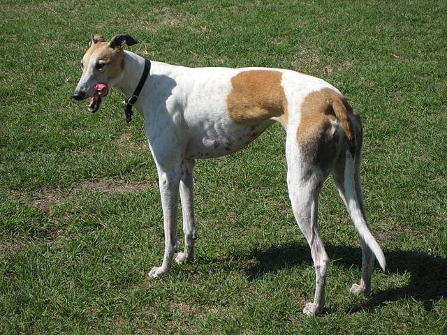 ग्रेहाउंड Greyhound