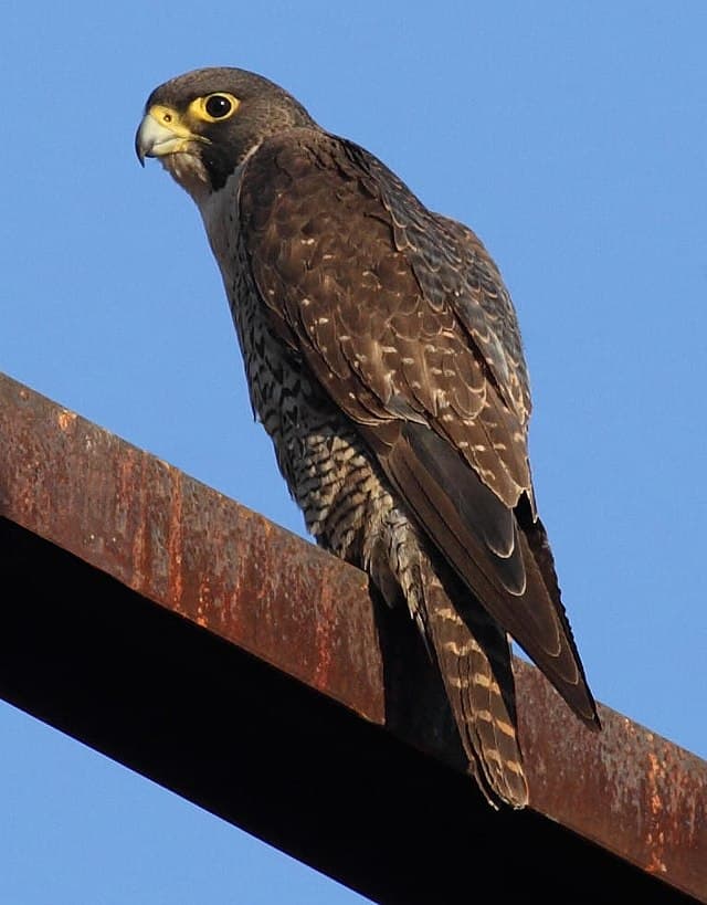 पेरेग्रीन बाज़ Peregrine falcon