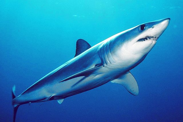 शॉर्टफिन मेको शार्क Shortfin mako shark