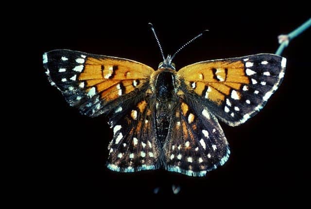 Lange's metalmark butterfly