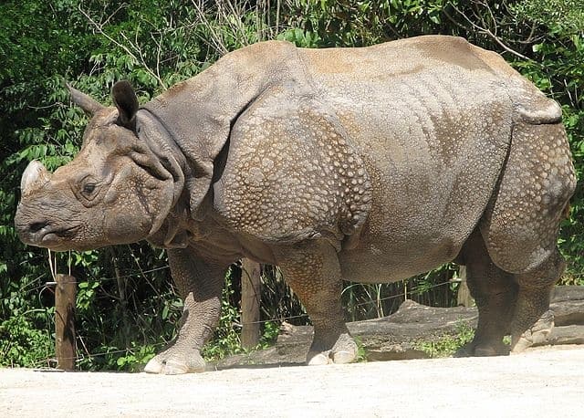 One-horned rhinoceroses