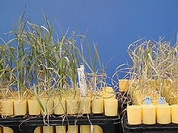 Scientific plant breeding