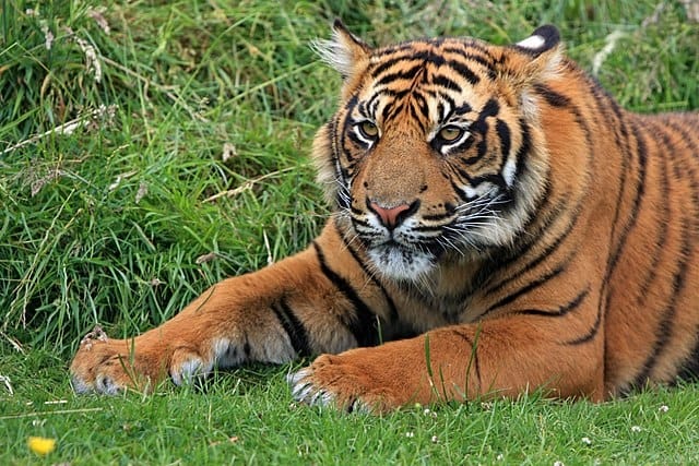 Sunda Island tiger