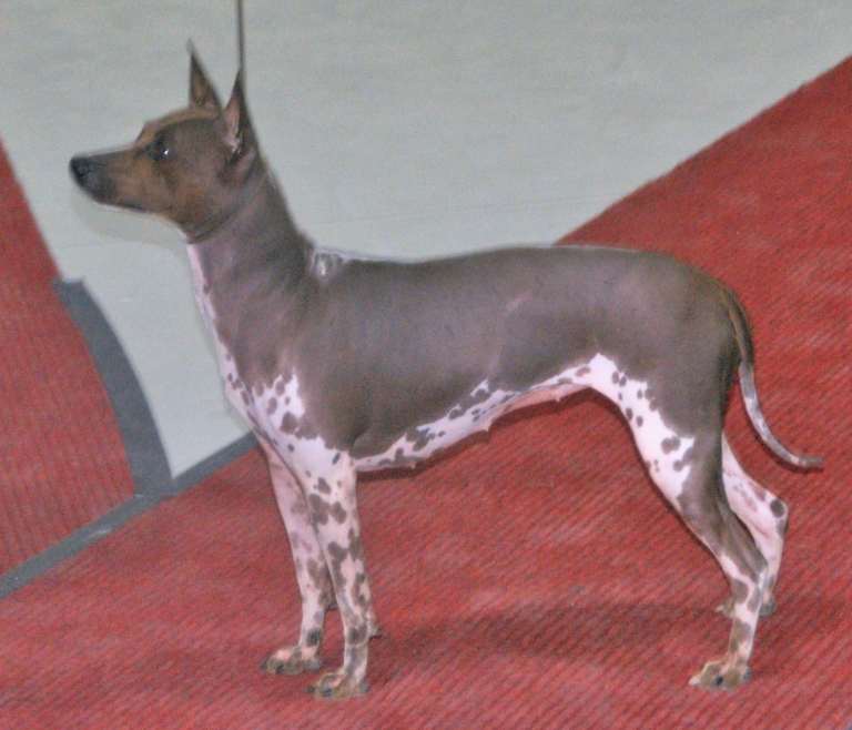 American Hairless Terrier