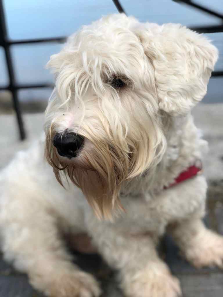 Sealyham Terrier