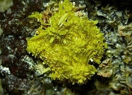 Bergenite