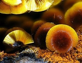 Cacoxenite