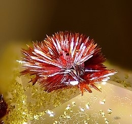 Carminite