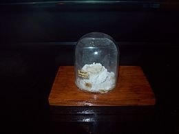 Goslarite