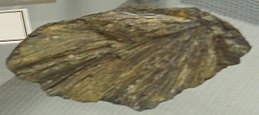Maricite