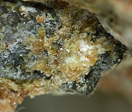 Mundite