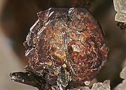 Pyrophanite