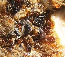 Saneroite